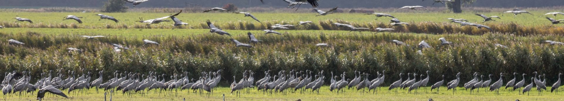 A GEOMÁGNESES VIHAROK ELTÉRÍTHETIK A VONULÓ MADARAKAT