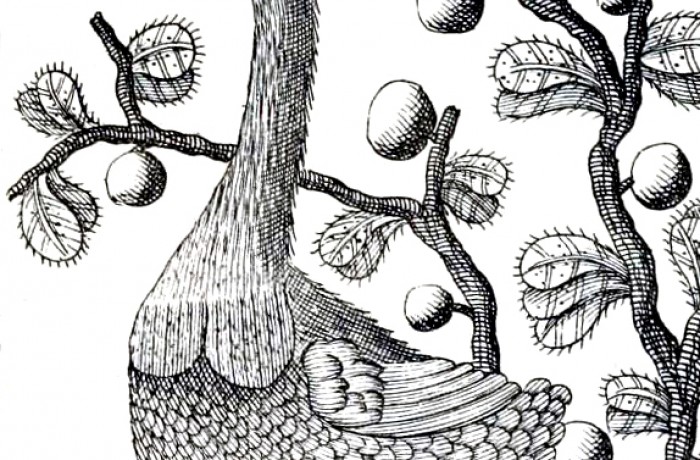 Egy égen-földön eltűnt madár története - Elfeledett csillagképek 2.