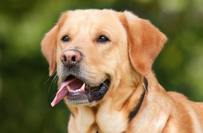 A kutya szívében döngicsél a kis méhkas