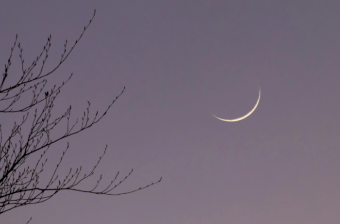 Holdsarló-észlelési rekordkísérlet, lemaradóknak másnapi Fiastyúkkal