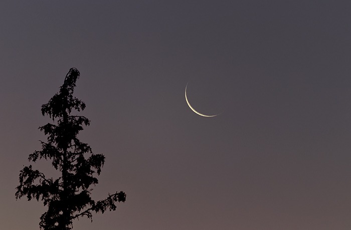 Holdsarló a Teáskanna fogantyújában
